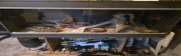 King Snake reptiles for sale: Californian king snake in Whitchurch - Advert 1
