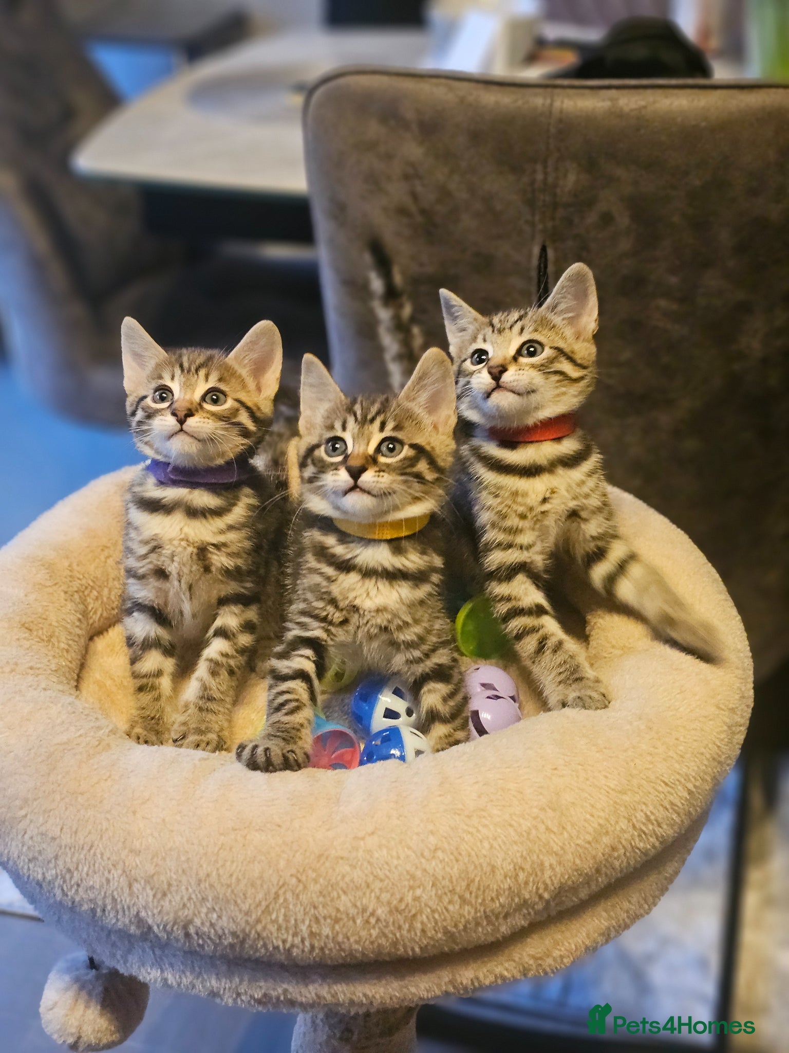 Savannah cats F3 Savannah Kittens for Sale - Advert 14