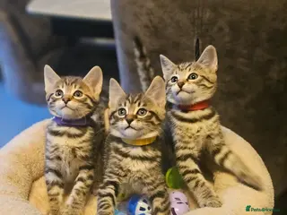 Savannah cats F3 Savannah Kittens for Sale - Advert 14