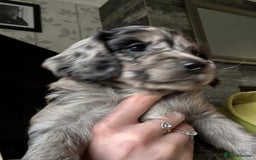 Cockapoo dogs for sale: Adorable Cockapoo Puppies - Image 7