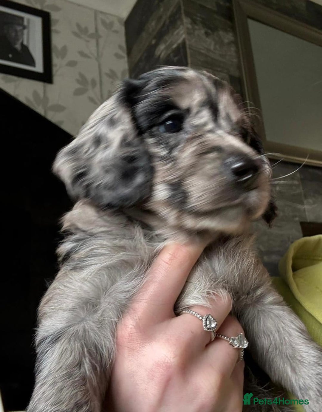 Cockapoo dogs for sale: Adorable Cockapoo Puppies - Image 7