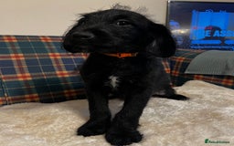 Mixed Breed dogs for sale:  🐾 Labradoodle x Entlebucher Sennenhund Puppies! - Image 12