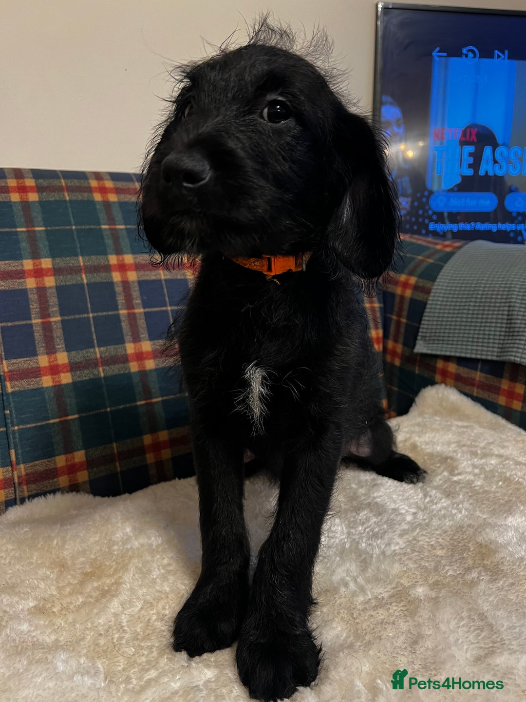 Mixed Breed dogs for sale:  🐾 Labradoodle x Entlebucher Sennenhund Puppies! - Image 12