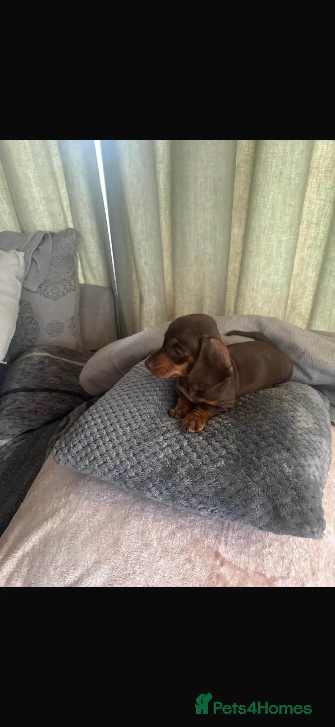 Dachshund dogs for sale: CHOCOLATE GORGEOUS DACHSHUND LAST ONE REMAINING  - Advert 6