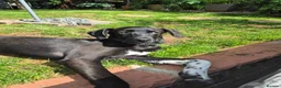 Mixed Breed dogs for adoption: LEBBY - Advert 2