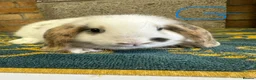 Mini Lop rabbits for sale: Mini Lop Rabbits For Sale - Advert 11