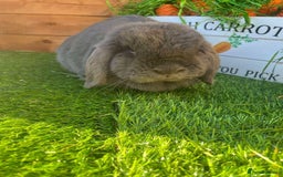 Mini Lop rabbits for sale: Mini lops  - Advert 21