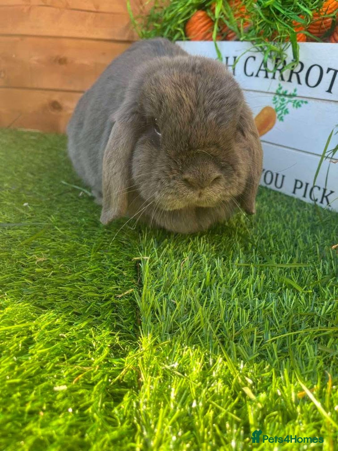 Mini Lop rabbits for sale: Mini lops  - Advert 21