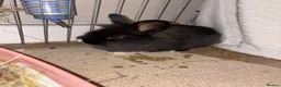 Lionhead rabbits for sale: Female lion head  - Advert 1
