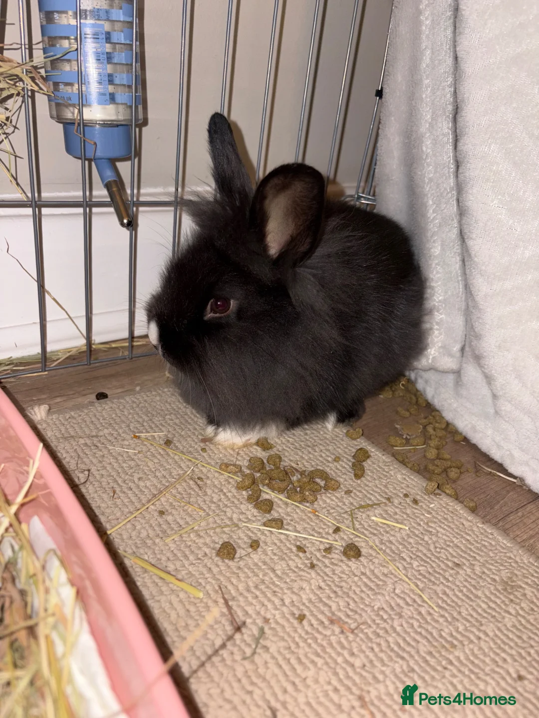 Lionhead rabbits for sale: Female lion head  - Advert 1