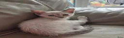 Snowshoe cats for sale: Rare TICA registered Snowshoe kittens - Advert 8
