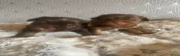 Yorkshire Terrier dogs for sale: 🐾 Cute puppies are looking for a loving home! 🐾 - Advert 17