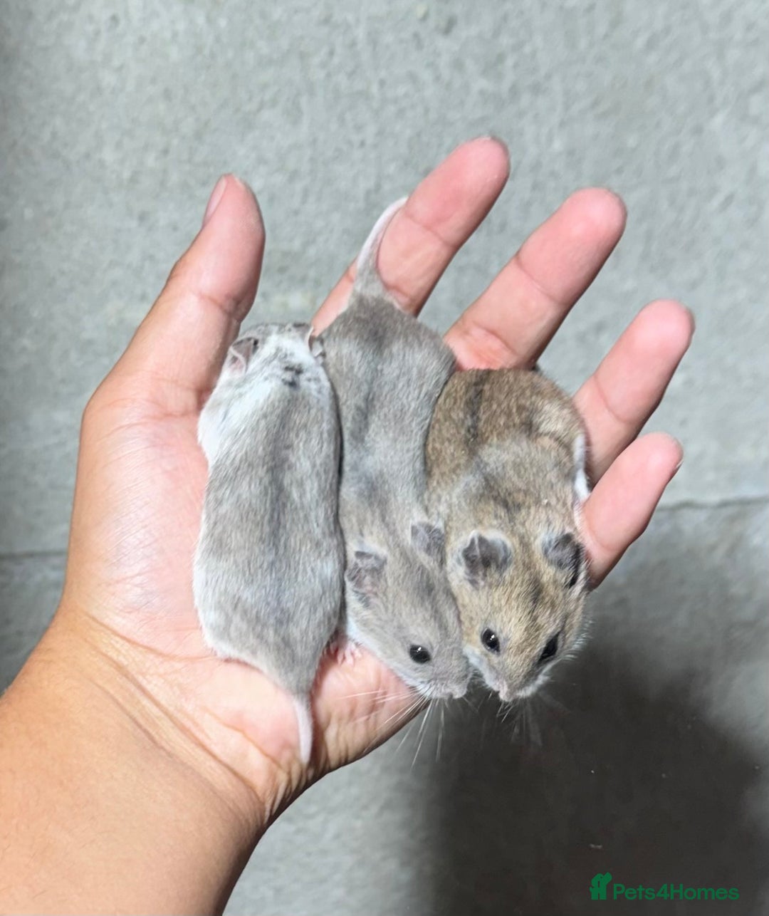 Hamster rodents for sale: STUNNING TAME PEDIGREE CHINESE HAMSTER PUPS in Orpington - Image 9