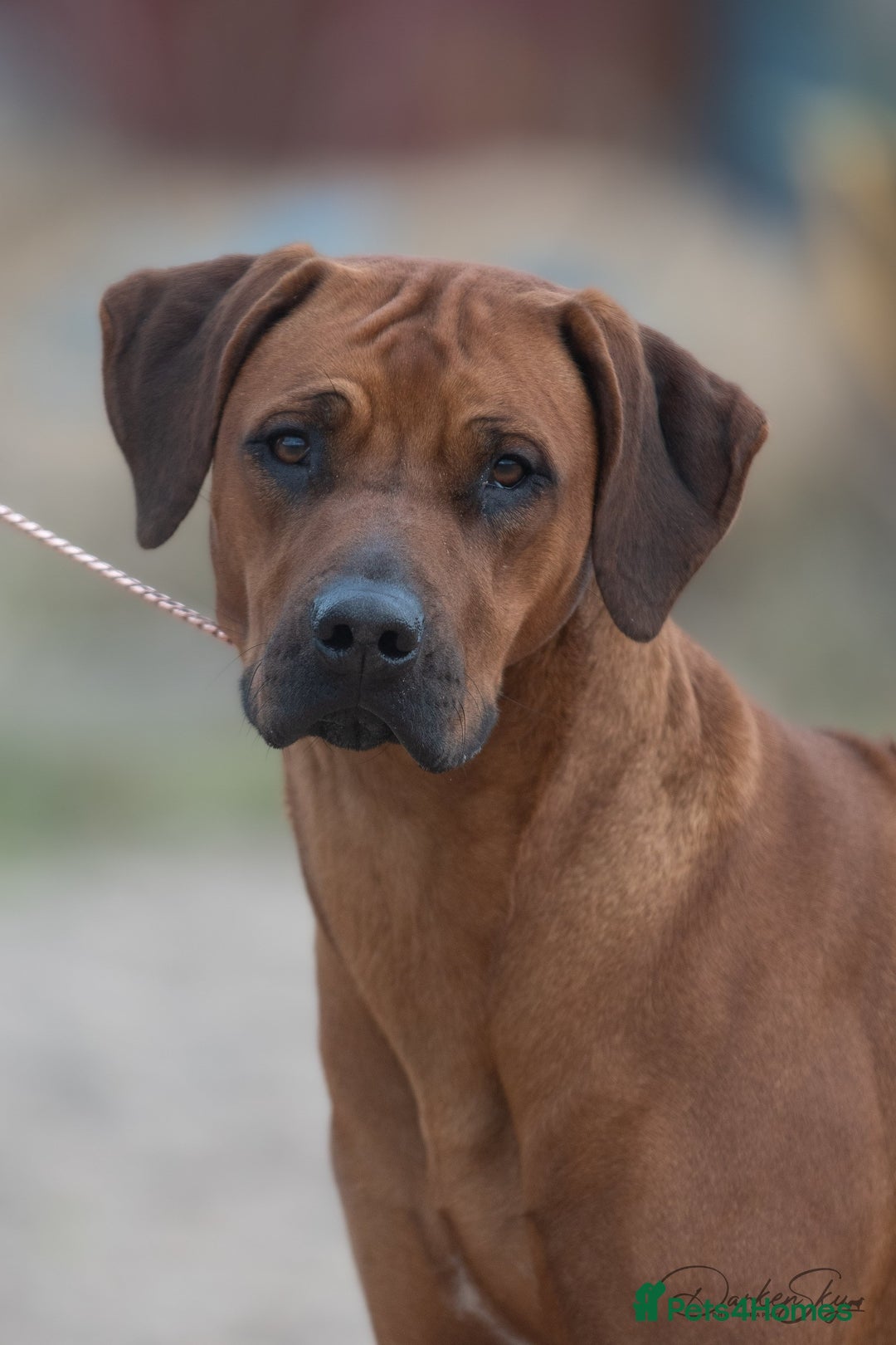 Rhodesian Ridgeback dogs for sale: Skyleridge Ridgebacks  - Advert 12