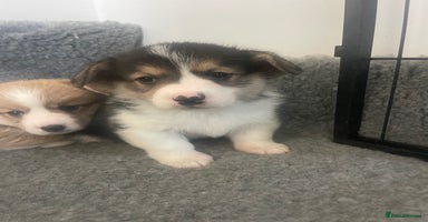 Welsh Corgi Pembroke dogs - Advert 11