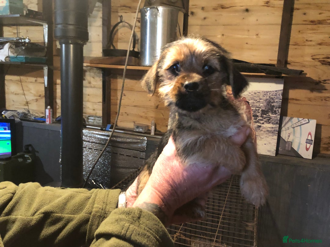 Lhasa Apso dogs for sale: Lhasa Apso puppies  - Advert 6