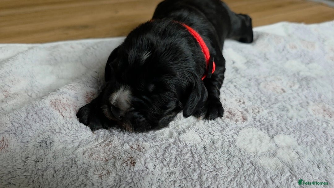 Cocker Spaniel dogs for sale: last puppy (girl) of the Working Cocker Spaniel - Advert 33