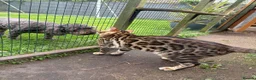 Bengal cats for sale: TICA Active Male Bengal health tested clear - Advert 4