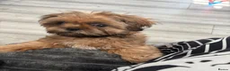 Shih Tzu dogs for sale: 10 month old puppy  in Prenton - Advert 3