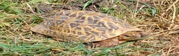 Tortoise reptiles for sale: INDIAN STAR TORTOISES ADULT BREEDING TRIO - Advert 8