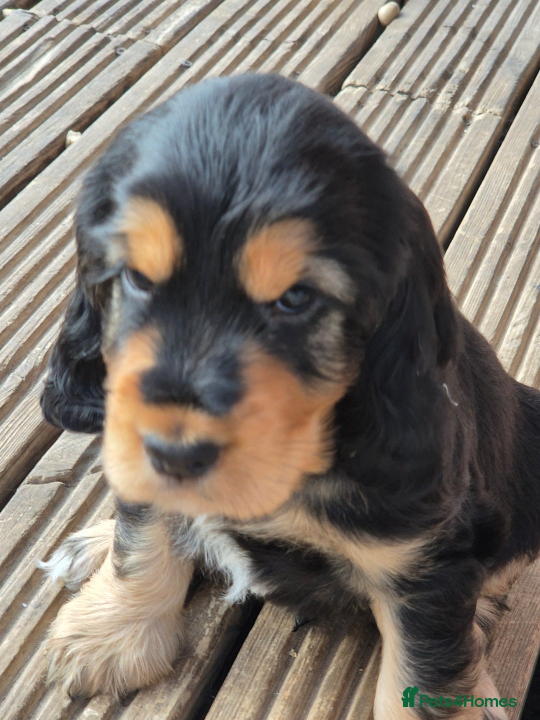 Cocker Spaniel dogs for sale: 1 Black and Tan boy KC Show Cocker Spaniel - Image 22