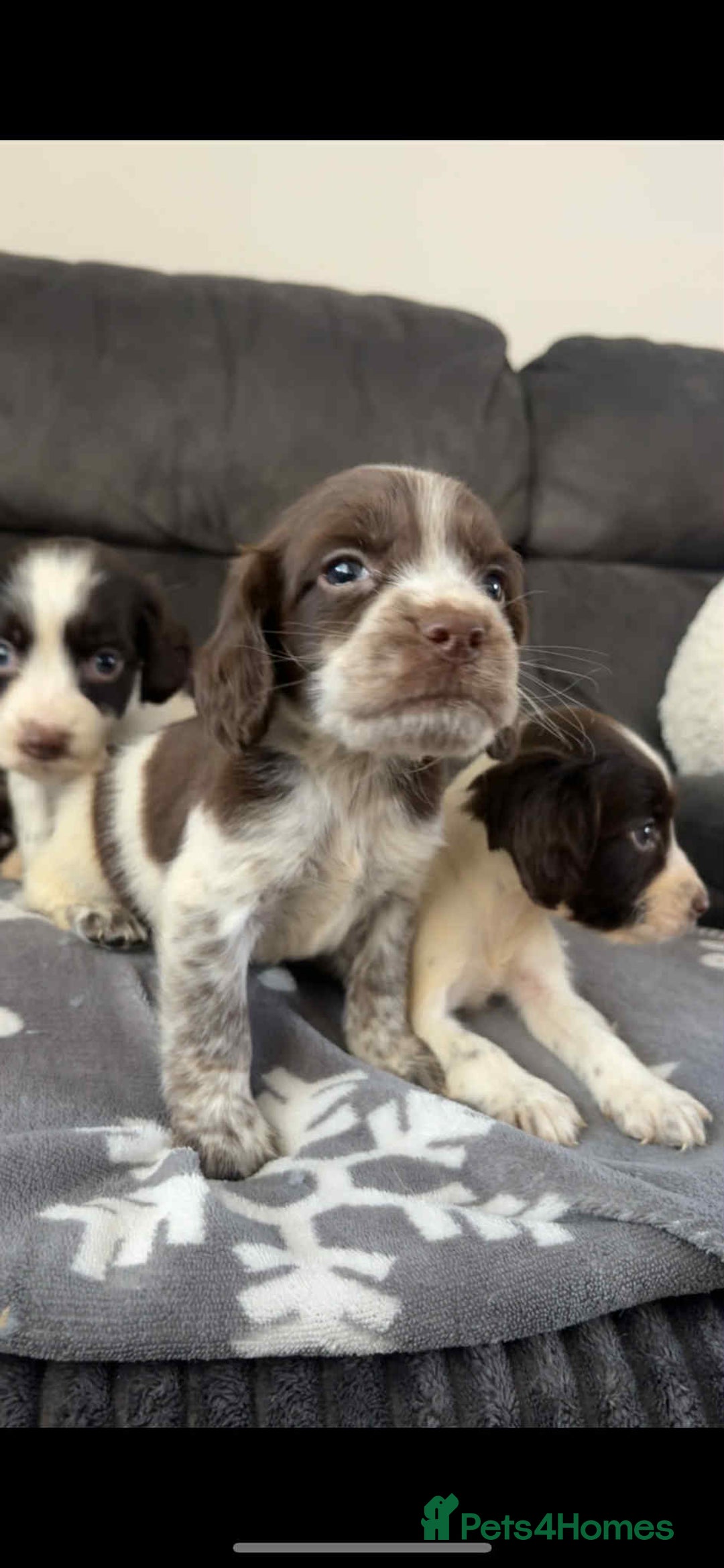 Cocker Spaniel dogs for sale: Cocker Spaniel Puppy’s  - Image 6