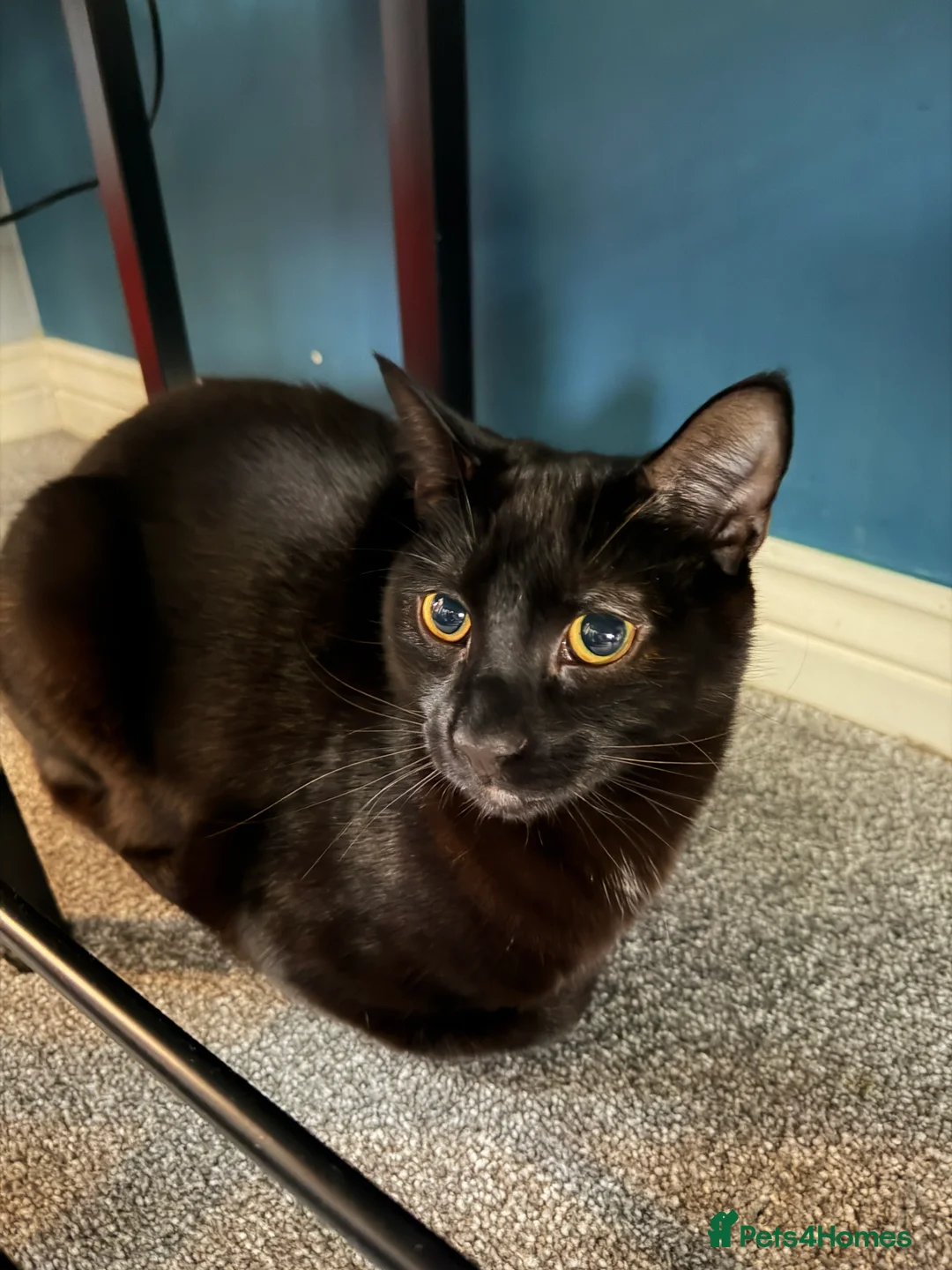 British Shorthair cats for sale: Hilda & Raven - Advert 2