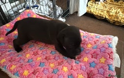 Staffordshire Bull Terrier dogs for sale: Staffordshire bull terrier  - Image 7