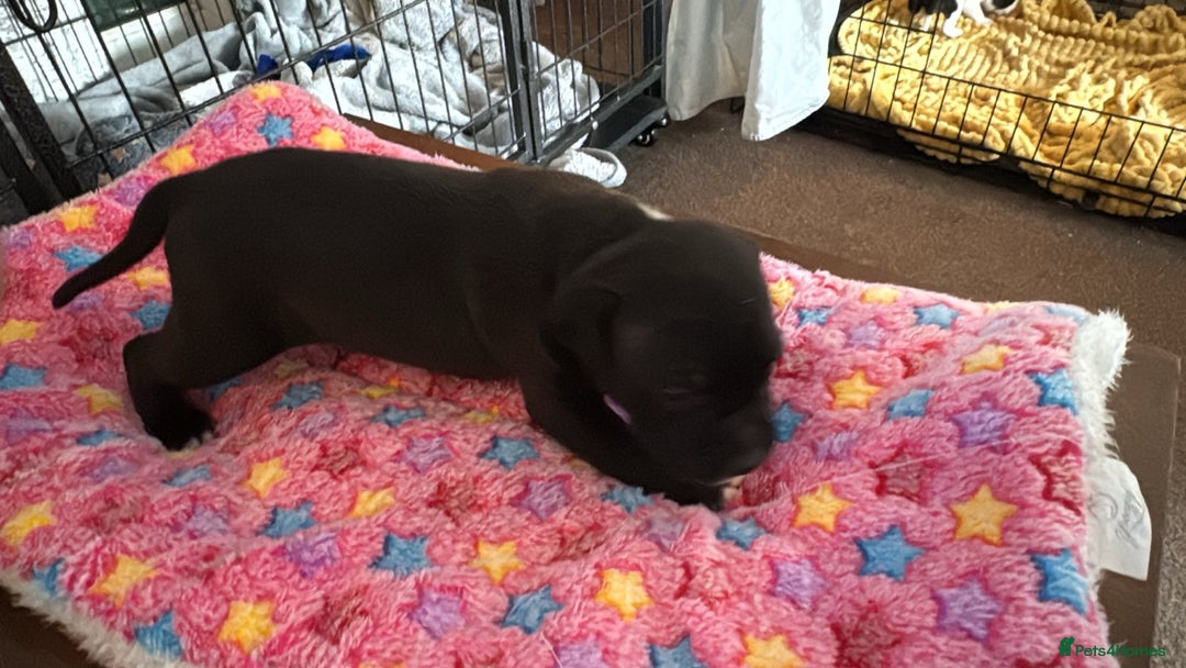 Staffordshire Bull Terrier dogs for sale: Staffordshire bull terrier  - Image 7