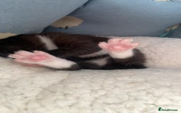 Mixed Breed cats for sale: Cuddly black tux kitten - Image 1