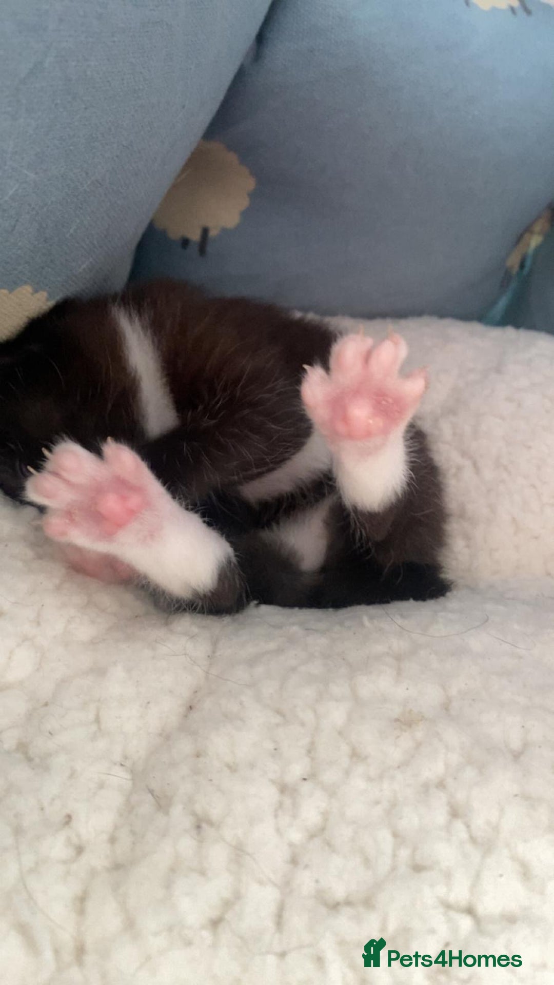Mixed Breed cats for sale: Cuddly black tux kitten - Image 1