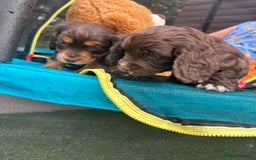 Cocker Spaniel dogs for sale: Miniature working Cocker spaniel puppies for sale - Image 8