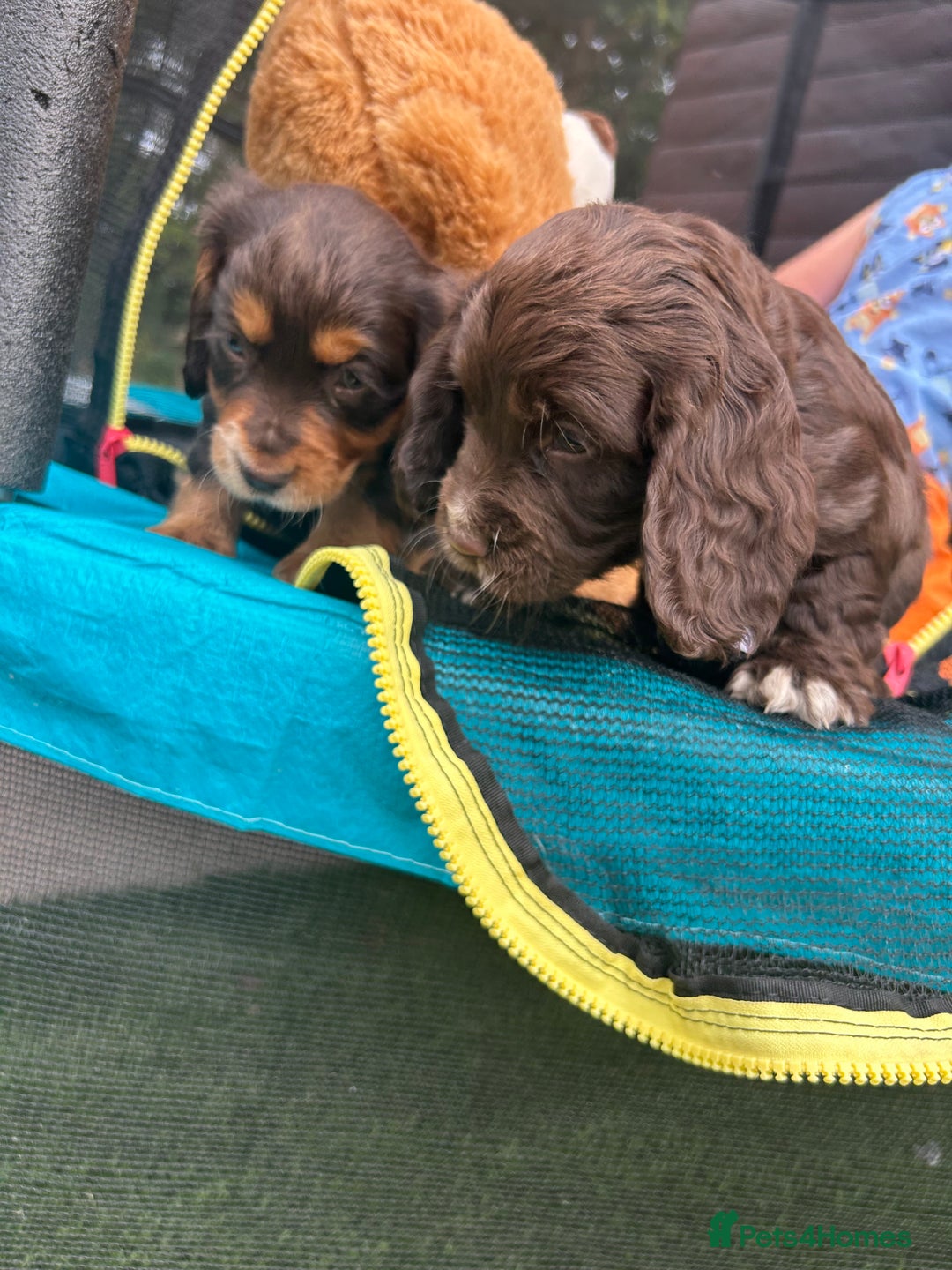 Cocker Spaniel dogs for sale: Miniature working Cocker spaniel puppies for sale - Image 8