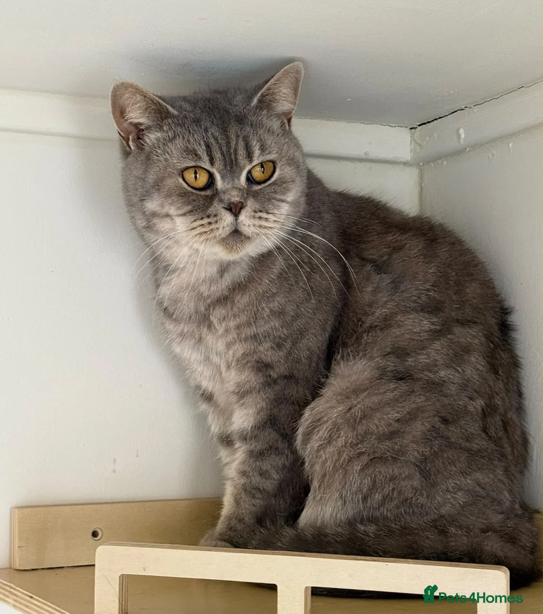 British Shorthair cats for sale: 🐾 British Shorthair Spotted Tabby – Kiki  - Advert 1