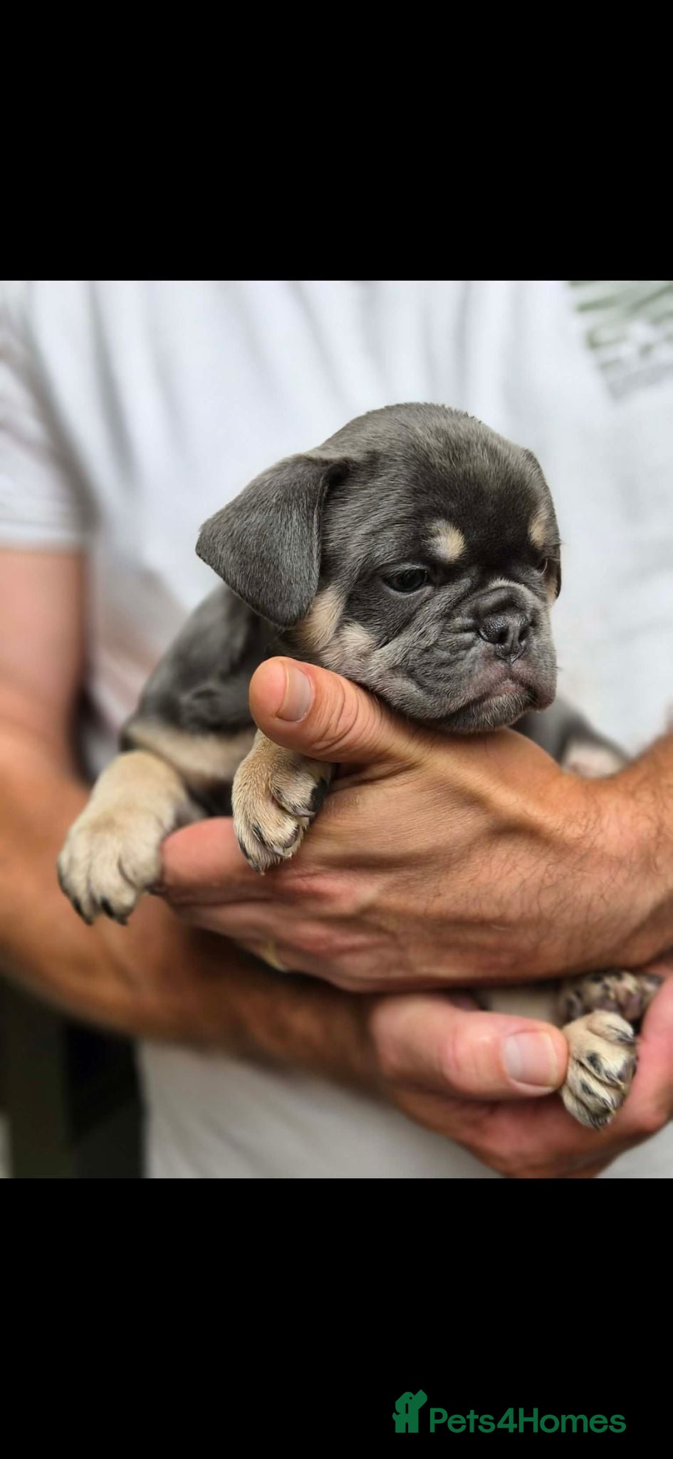 French Bulldog dogs FRENCH BULLDOG PUPPIES  - Advert 21