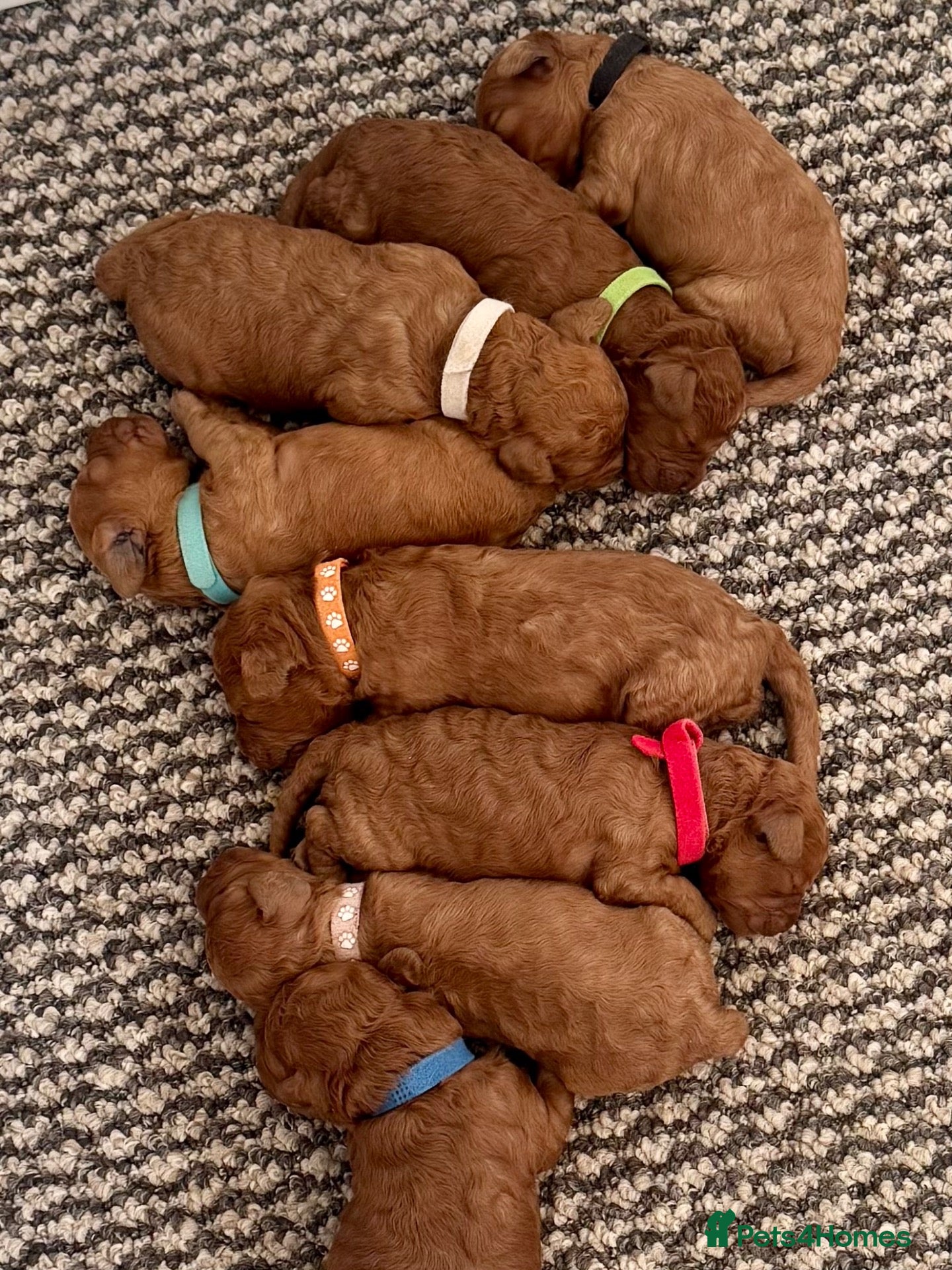 Cavapoo dogs F1b males 🐾 - Advert 2