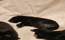 Labrador Retriever dogs for sale: Beautiful  black labrador puppies  - Image 3