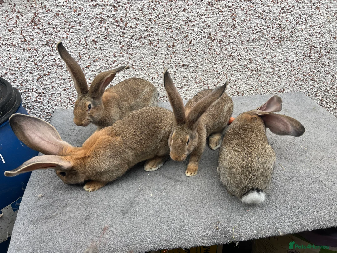 Continental Giant rabbits for sale: Giant continental  - Advert 9