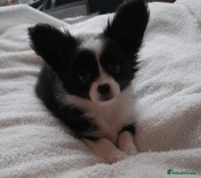 Mixed Breed dogs - Advert 16