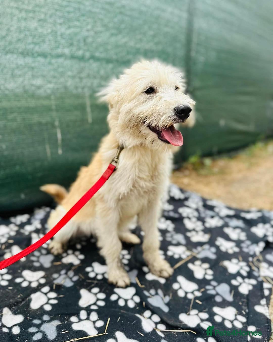 Mixed Breed dogs for adoption: Affectionate Athena - Advert 5