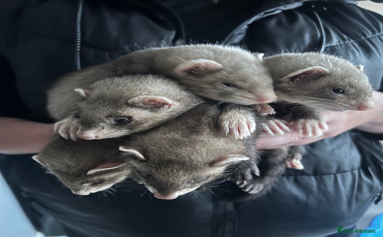 Ferret rodents in Shildon - Advert 3