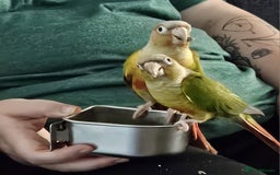 Conures birds for sale: Pair of mated Conures ( cage included )  - Image 3