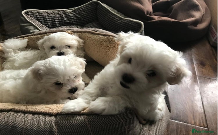 Maltese dogs - Advert 20