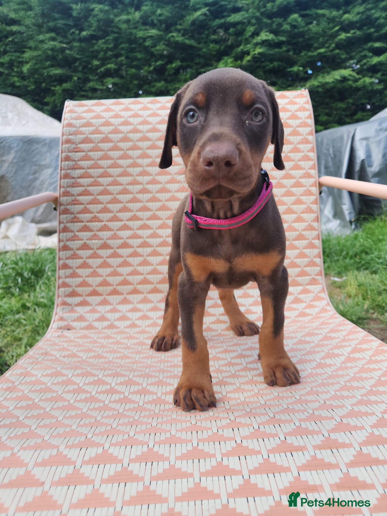 Dobermann dogs Doberman puppies 4 days before they can leave  - Advert 1