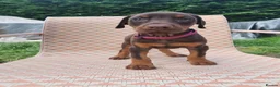 Dobermann dogs for sale: Doberman puppies beautiful temperament  - Advert 3