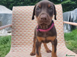Dobermann dogs Doberman puppies 4 days before they can leave - Advert 1