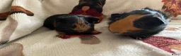 Guinea Pig rodents for sale: 2 / Pair of Female or Male Guinea Pigs ready to go - Advert 6