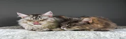 Maine Coon cats for sale: Octavia & Freya  - Advert 13