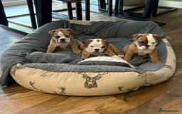 English Bulldog dogs for sale: English bulldog puppies - Image 4