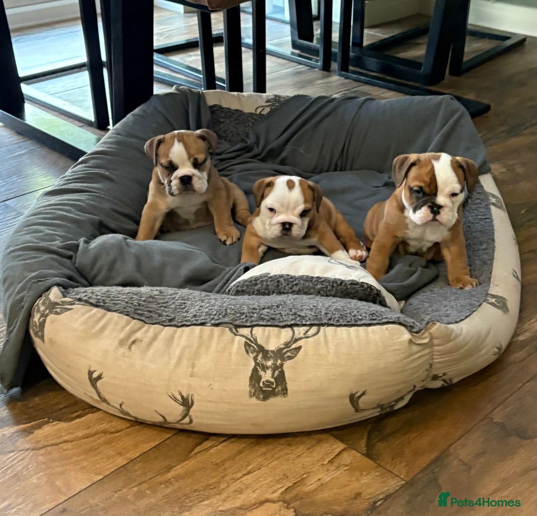 English Bulldog dogs for sale: English bulldog puppies - Image 4